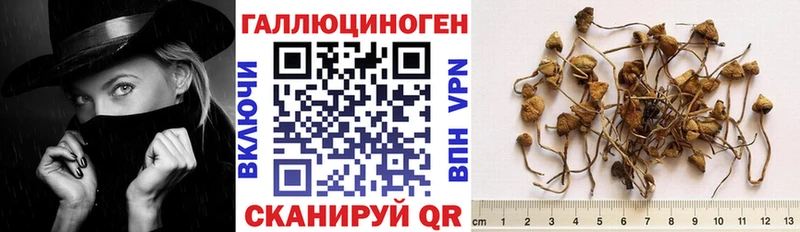 сколько стоит  Нязепетровск  Галлюциногенные грибы мицелий 